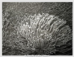 anemones in b&w by Claudia Weber-Gebert 